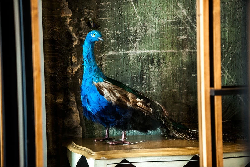 Ο «Mr. Peacock» μένει σε μια αυλή στο Χαλάνδρι - εικόνα 1
